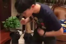 主人假装中毒晕倒，狗子却直奔手里的蛋糕，网友：一定不是亲生的图片