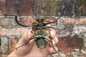 安徽一居民捡到阳彩臂金龟，标本曾卖20万，灭绝物种为何会再现？图片