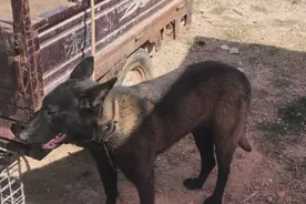 山东：狗市出现黑色马犬，小伙觉得罕见，大爷却说还不如土狗值钱图片