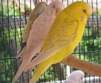 黄绿鱼鳞鹦鹉
