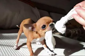 为什么“吉娃娃”逐渐退出宠物圈？因为太难养了图片