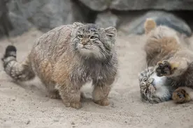 四川有一地极为特殊，以盛产猫科动物而出名，占中国猫科总量6成图片