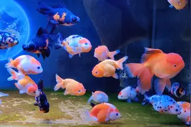 这些水族产品养鱼新手尽量别用，智商税重灾区，用不好适得其反图片