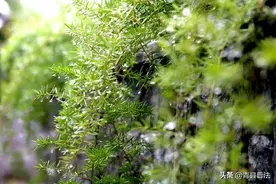 清凉一夏 美丽青县 | 漫步植物园 尽享好风光图片