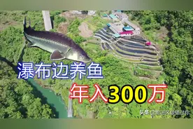 贵州女子瀑布边养鱼，年营业额达300百万，养的鱼都不够卖图片