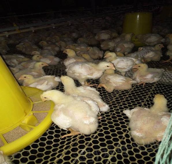 鸡皮肤胀气吃什么药 鸡皮肤胀气吃什么药