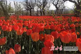 28.4℃！刘家峡恍如“初夏” 郁金香香飘黄河两岸图片