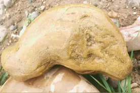 捡石头遇到的那些蠢事图片