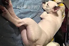 主人不听劝，强行给狗狗剃毛，看到最终效果，面子上挂不住了图片