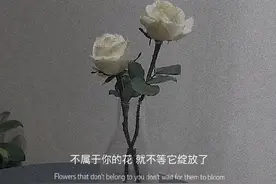 不属于你的花，就不等它绽放了图片