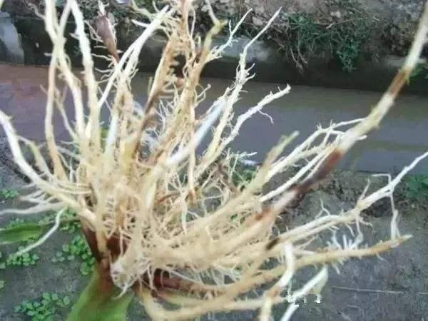 作物生命活动的基本物质——氨基酸