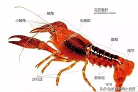 「虾亦有道」漫话龙虾图片