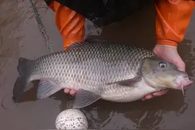 钓鱼人注意！柳江钓起这三种鱼要放生，否则要被请进去“喝茶”图片