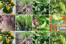 老人说村里的肥水沟旁边只要种上这几物，不用管理年年有丰收图片