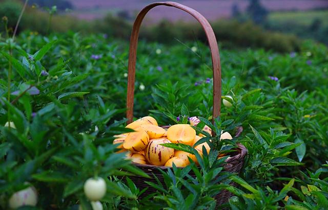 人参果什么味道（这水果因西游记而走红）