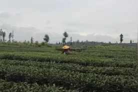 记者调查 | 茶产业的“危”与“机”：疫情下如何破局？图片