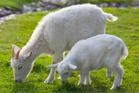 养羊常见病症及对症治疗（建议收藏）图片