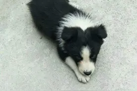 不养边牧不知道，原来头条说的都是真的！图片