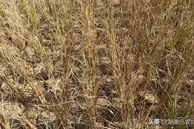 湖南永州这热死人的鬼天气什么时候结束？为什么会这样热？图片