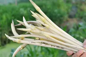 初夏藕尖正上市，比其他菜贵3倍，如果不早点去，一次也别想吃到图片