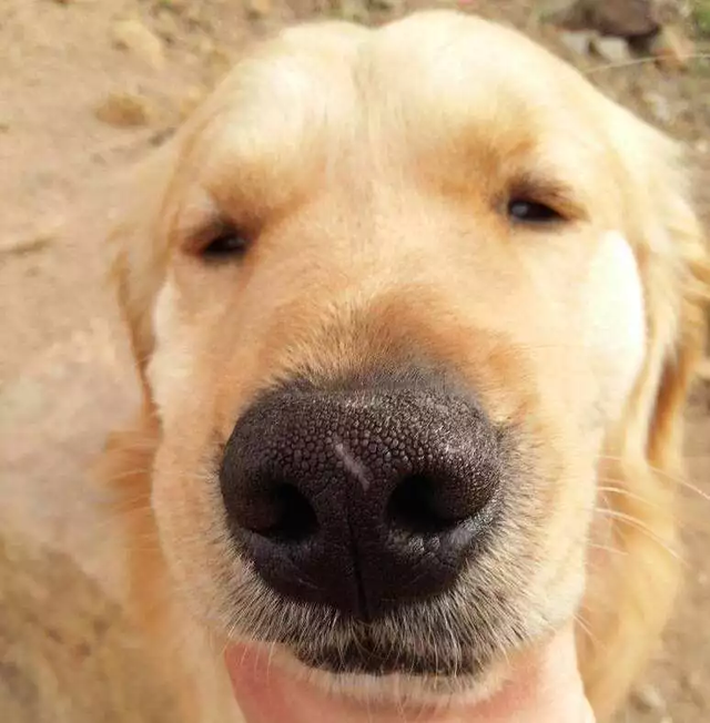 翻看旧照片发现，狗子居然养着养着变色了