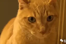 看哭了！大橘绝食把自己饿成“纸片喵”，美女演员上演爱的救赎图片