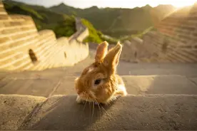 兔子不拉粑粑但是活蹦乱跳图片