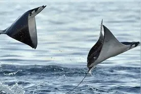 魔鬼鱼还能飞？吃了它的腮能“包治百病”？别再祸害它了图片