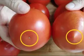 西红柿有没有打激素？看一眼这个地方就能分辨，包你买到无激素的图片
