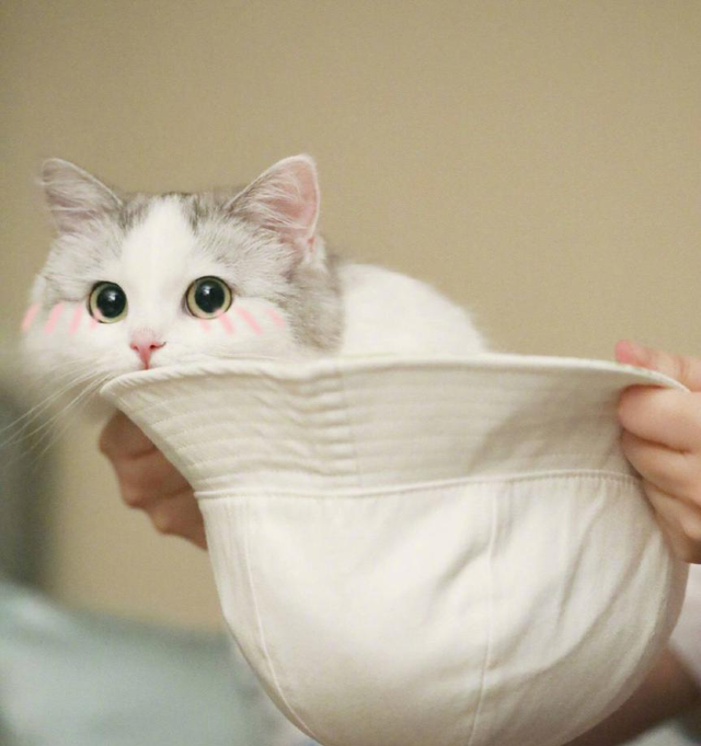 牛磺酸对猫咪有多重要？红狗赖氨酸膏能够给猫咪补充牛磺酸？