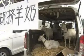 两岁幼童喝街头现挤羊奶喝出“布病”医生：饮用新鲜羊奶有风险图片
