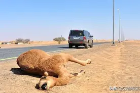 "谢大脚"车祸背后：阿拉善骆驼为啥散养而不圈养？就不怕会丢？图片