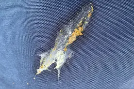 天降翔瑞啊图片
