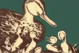 中英文双语绘本故事《Make Way For Ducklings》让路给小鸭子图片