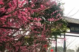 荆州区乡村旅游精品线路来了，总有一条是你的心头好！图片