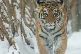 动物的种间竞争，大到东北虎捕杀狼群，小到土拨鼠掐死地松鼠图片