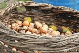 延庆金秋遍地香 庄科核桃丰收忙图片