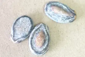 引起肝癌的三种原因 第一种就和吃有关！视频封面