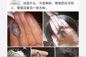 “游泳的时候从水里捞的，摸着滑滑的，这是啥啊？”哈哈哈水蛇吗图片