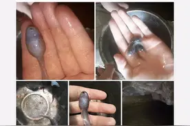 “游泳的时候从水里捞的，摸着滑滑的，这是啥啊？”哈哈哈水蛇吗图片