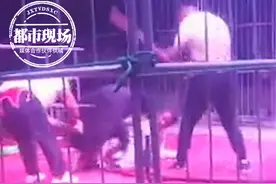 河南一马戏团黑熊失控撕咬驯兽师！人无大碍，马戏团已停业图片