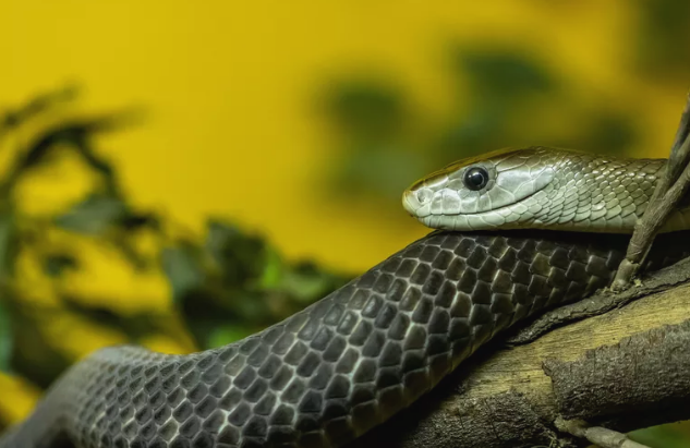 盘点世界上最毒的10条蛇,眼镜蛇只能排第十,大部分在非洲