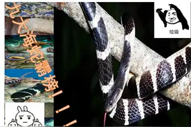 中国十大毒蛇榜，眼镜王蛇落榜？九大海蛇霸榜，却被陆地蛇称王图片