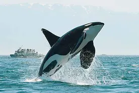 虎鲸怎样猎杀鲸鱼？轮番按压淹死灰鲸，却只吃喜欢的两个小东西图片