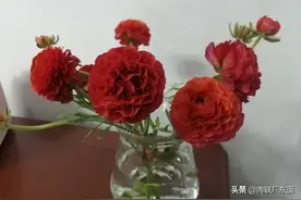 今天修剪了洋牡丹图片