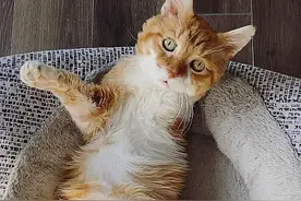 喂养一只三条腿的流浪猫5年，临死前希望家人收养猫，猫却不见了图片