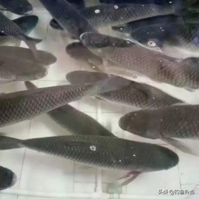 钓友钓到一条煮不烂咬不动的变种草鱼？那是脆肉鲩！比普通草鱼贵