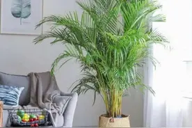 用这5样“废水”浇花，从此养花再不用犯愁水和肥的事情图片