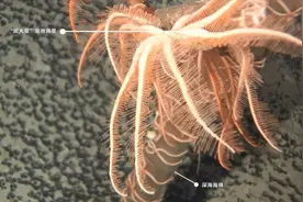 “派大星”真的存在呦！快来看看它的真实模样图片