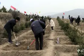 张家川县今年完成国土绿化3.87万亩图片